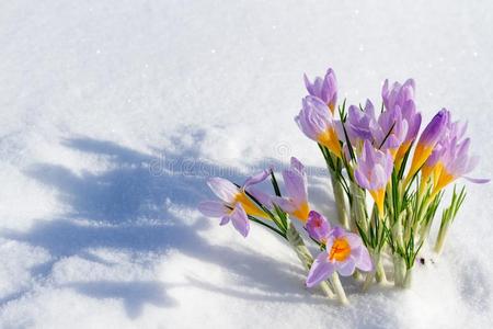 第一蓝色番红花属花,春季藏红花采用松软的雪