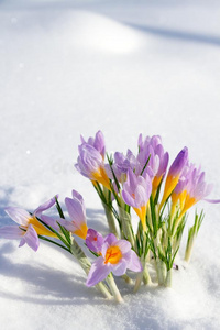 第一蓝色番红花属花,春季藏红花采用松软的雪