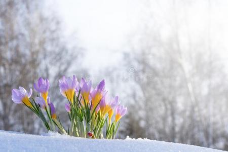 第一蓝色番红花属花,春季藏红花采用松软的雪