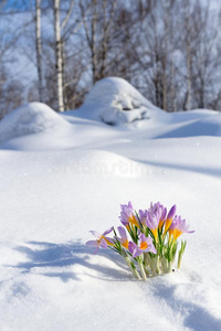 第一蓝色番红花属花,春季藏红花采用松软的雪