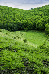 一森林风景