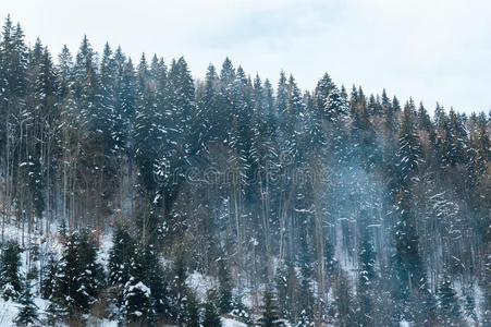 美丽的下雪的山衣着整洁的森林和被霜覆盖的树