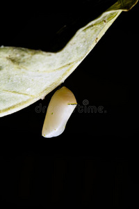 蛹和成熟的毛虫向他们的主机植物茎自然波黑