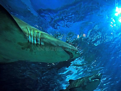 在下面看法关于两个沙老虎鲨鱼在下面指已提到的人海