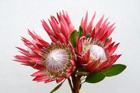 塞普罗提亚图片