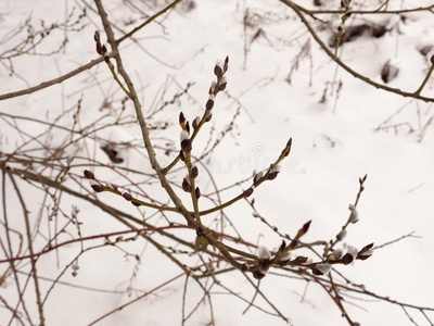 绞死小的芽向树在外面树枝冬雪