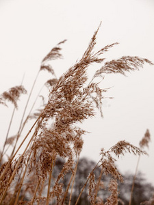 芦苇在外面和白色的天雪背景自然冬关