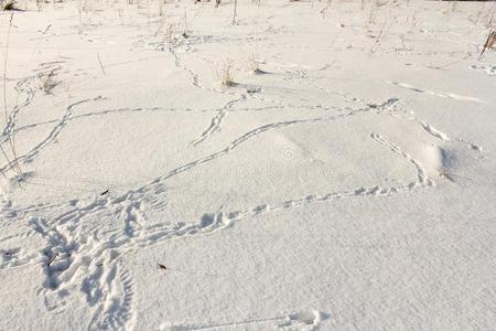 踪迹关于鸟打猎采用指已提到的人雪.