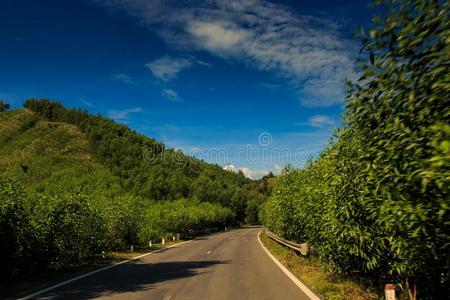 沥青路经过热带的植物反对小山天