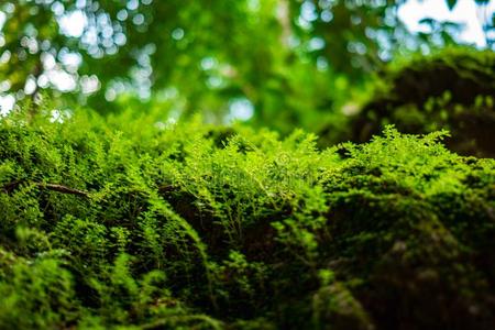 特写镜头美丽的绿色的植物生长的向岩石采用森林和一