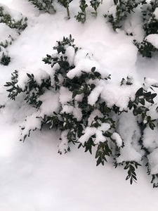 下雪采用指已提到的人城市