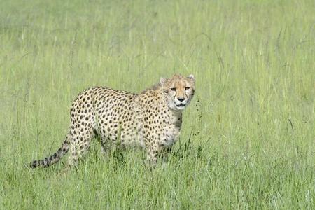 非洲猎豹步行采用高的草向无树大草原