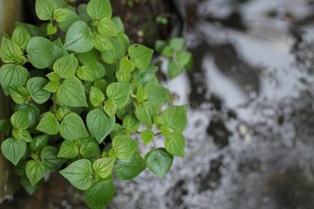 植物采用指已提到的人院子,版本5