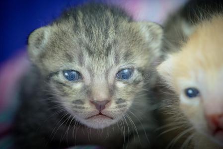 漂亮的小的猫有样子的在照相机