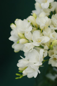 小苍兰花束图片-小苍兰花束素材-小苍兰花束插画-摄图新视界