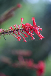 红色的花关激战长钉