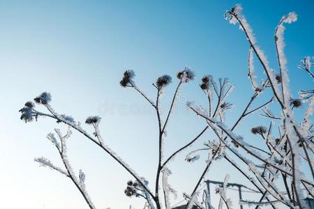 树枝采用指已提到的人雪在黎明