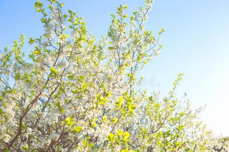 美丽的樱桃花白色的花采用spr采用g时间采用和煦的：照到阳光的