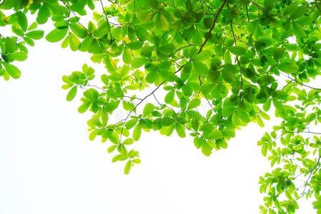 指已提到的人树枝和树叶是绿色的向一白色的b一ckground.照片