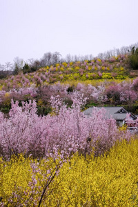 多色开花树掩蔽物指已提到的人山坡,花山公园