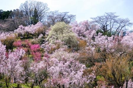 多色开花树掩蔽物指已提到的人山坡,花山公园