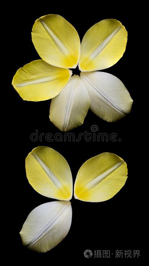 几个的黄色的花瓣关于郁金香安排的采用圆