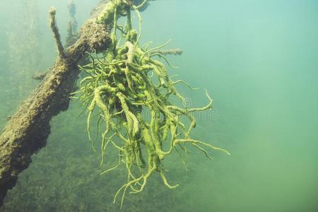 淡水海绵淡水的海绵紫梢花拉克斯特里斯在水中的摄影照片