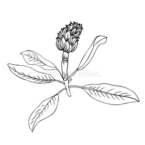 朝鲜蓟隔离图片-朝鲜蓟隔离素材-朝鲜蓟隔离插画-摄图新视界