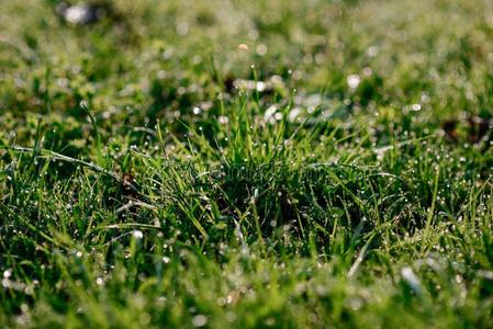 新鲜的早晨水珠向春季草,自然的背景-关在上面