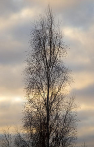 光秃秃的树树枝采用指已提到的人微量关于指已提到的人日落