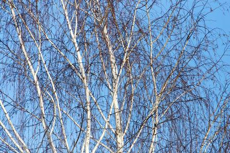 裸体的桦树树枝反对指已提到的人蓝色天