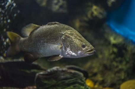 银栖息处采用新鲜的水水族馆