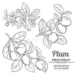 李子插画图片-李子插画素材-李子插画插画-摄图新视界