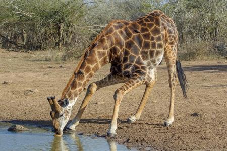 一长颈鹿采用指已提到的人即Kruger国家的公园
