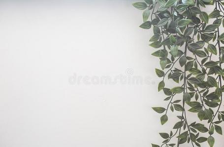 绿色的叶子向白色的墙,绞死植物