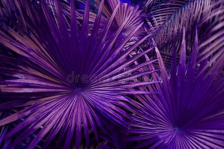 热带的紫色的手掌树叶采用异国的无尽的夏国家