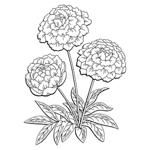 牡丹花图解的黑的白色的隔离的花束草图illust