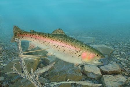 彩虹鲑鳟鱼在水中的照片
