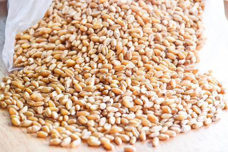 种子小麦有机的采用一木制的盘1802120034