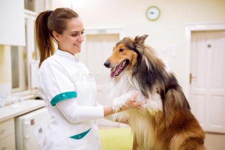 兽医和狗在宠物救护车