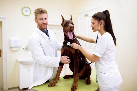 专业的队关于兽医仔细检查狗