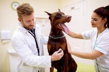 队关于兽医考试狗在宠物诊所