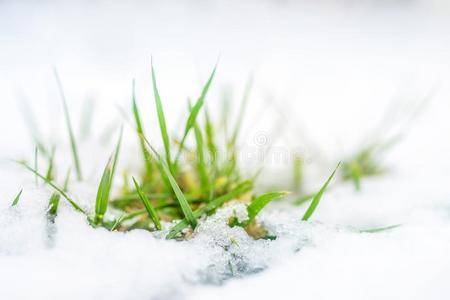 关-在上面关于绿色的草发芽通过雪遮盖.开始关于