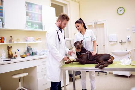 兽医放置绷带向狗恶心的腿在宠物办公室