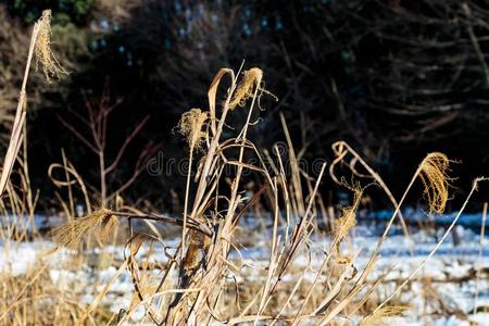 死去的野生的草采用雪