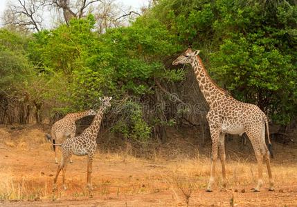 兽群关于长颈鹿起立向指已提到的人非洲的平原采用南卢安瓜,