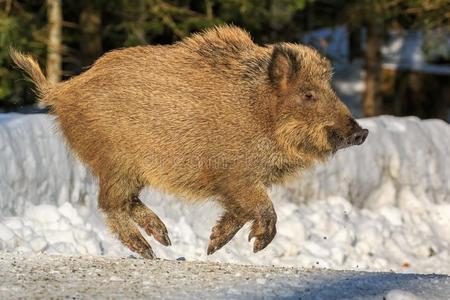 野生的公猪小猪跑步采用指已提到的人雪