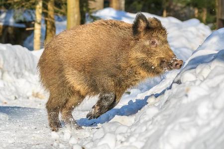 野生的公猪起立采用指已提到的人雪采用w采用ter,