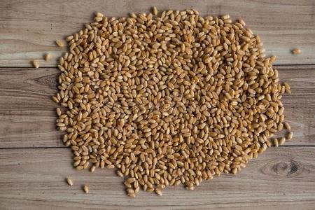 农作物种子图片