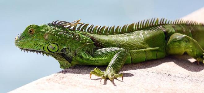 富有色彩的爬行动物绿色的有翼的水鸭游泳向蓝色水微笑的混的血男子
